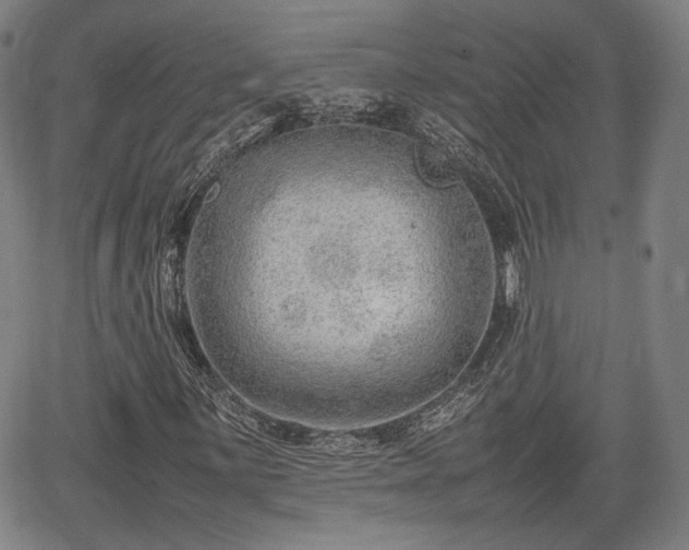 X0000064751059200602131221