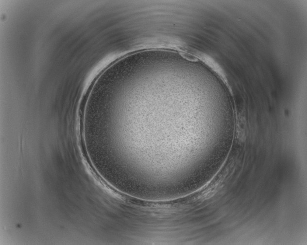 X0000064751096200602131220