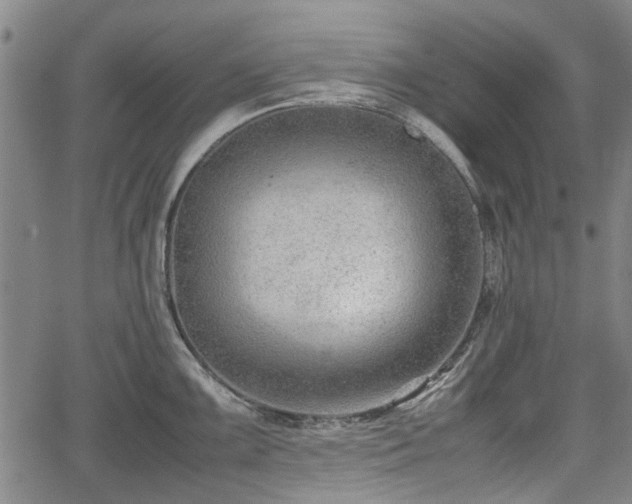 X0000064751099200602131220