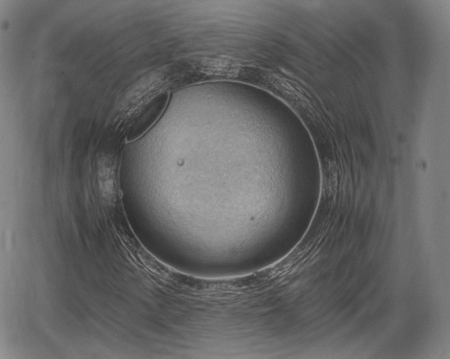 X0000064751154200602131219