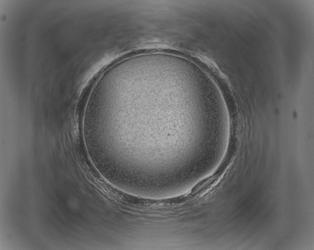 X0000064751167200602131219