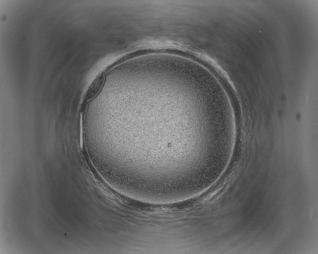 X0000064751175200602131219