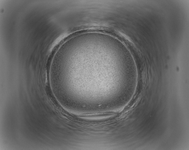 X0000064751267200602131217