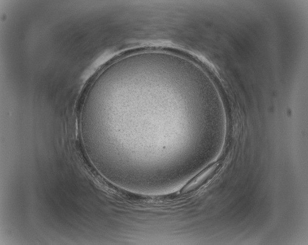 X0000064751271200602131217