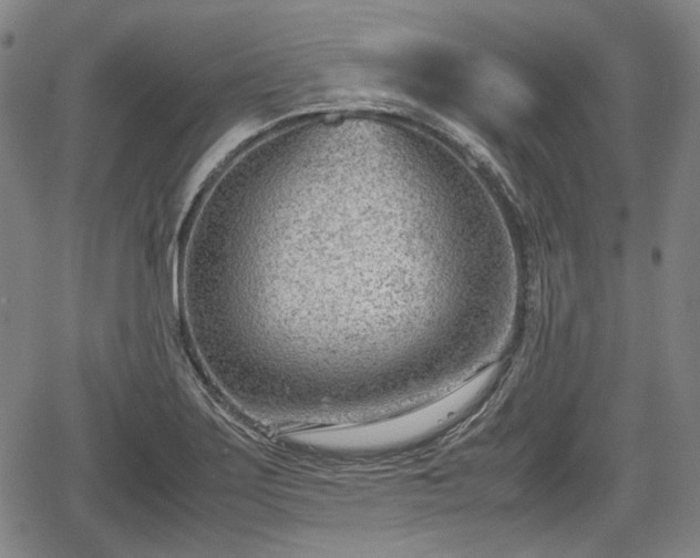 X0000064751275200602131217