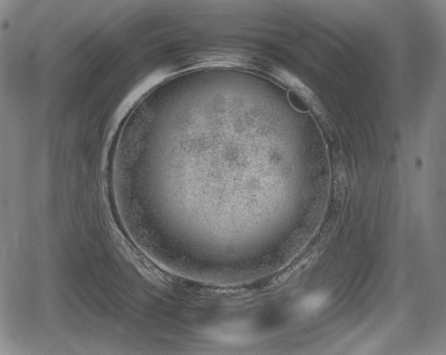 X0000064751427200602131215