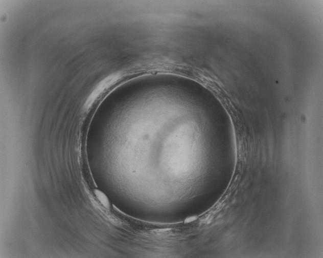 X0000064750054200602171743