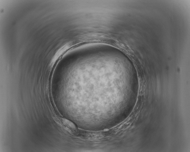 X0000064750099200602171743