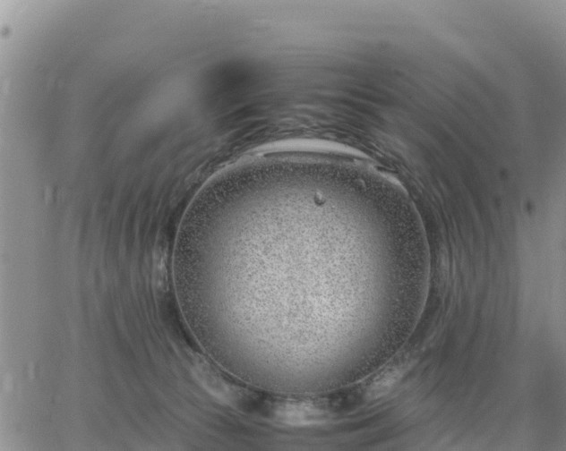 X0000064750177200602171742