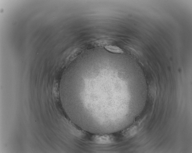 X0000064750181200602171742