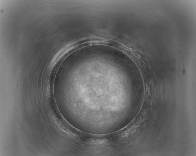 X0000064750247200602171740