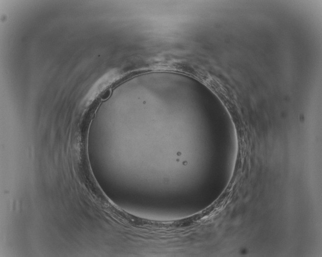 X0000064750295200602171740