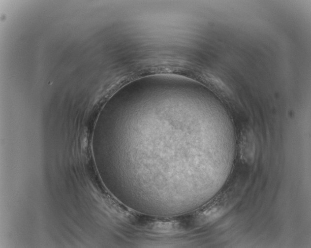 X0000064750314200602171740