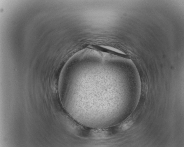 X0000064750331200602171739