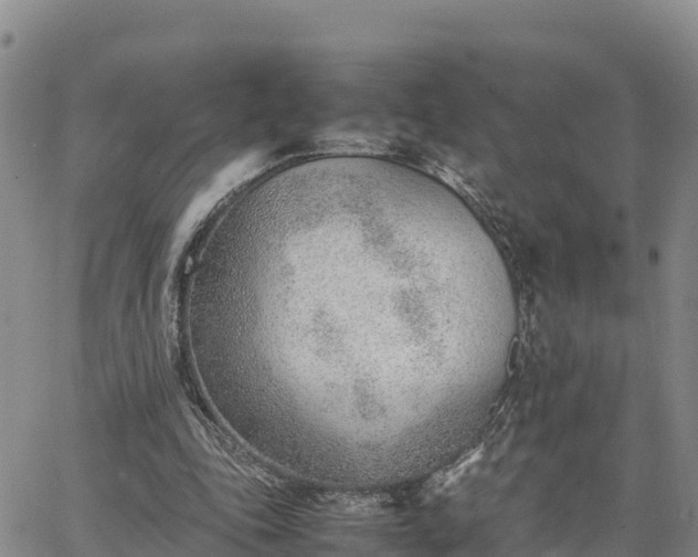 X0000064750343200602171739