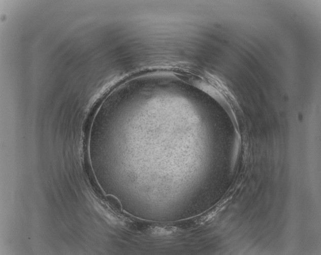 X0000064750346200602171739