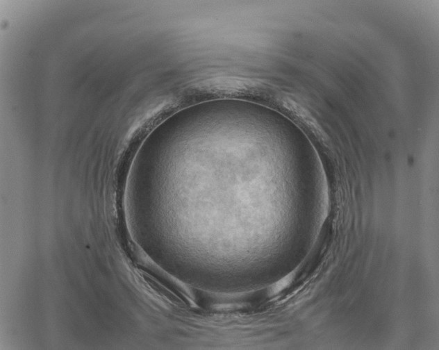 X0000064750399200602171738