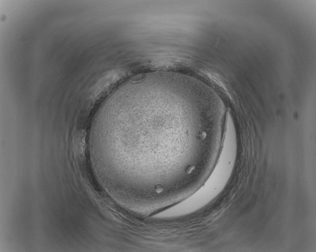 X0000064750495200602171737