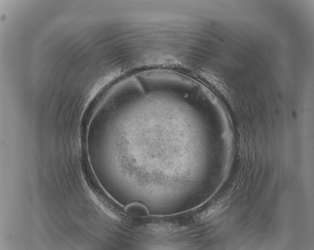 X0000064750630200602171734