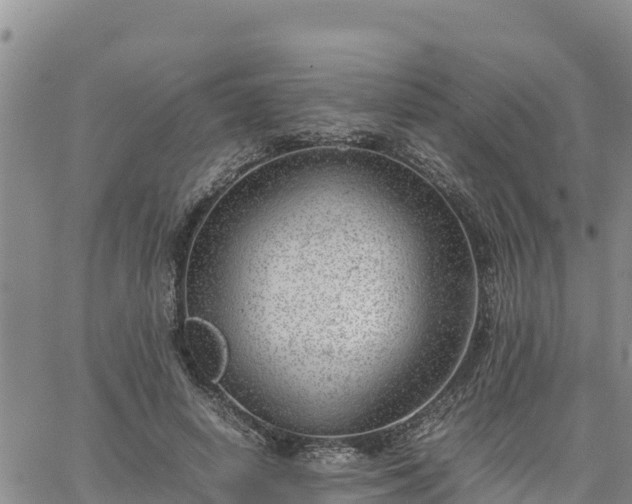 X0000064750642200602171734