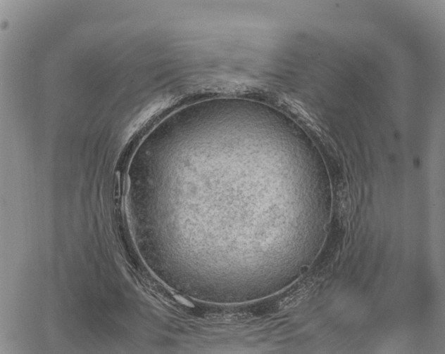 X0000064750679200602171733