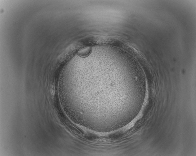 X0000064750691200602171733