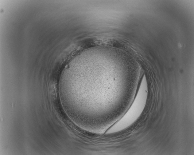 X0000064750699200602171733