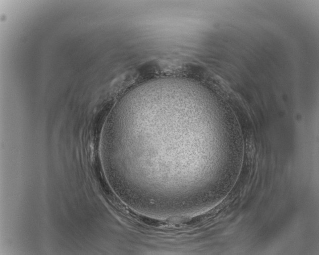 X0000064750703200602171733