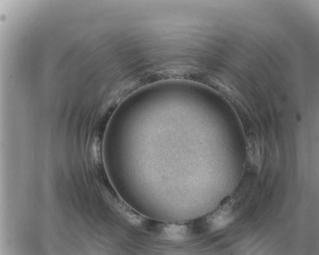 X0000064750718200602171733