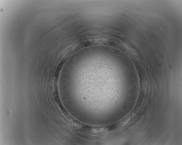 X0000064750757200602171733