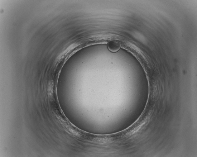 X0000064750778200602171732