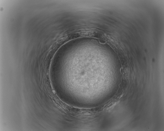 X0000064750913200602171729