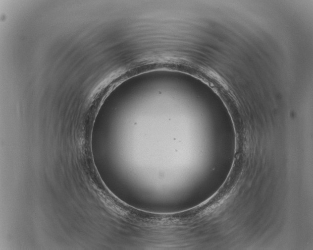 X0000064750922200602171729