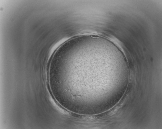 X0000064751003200602171728