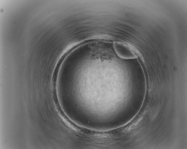 X0000064751037200602171728