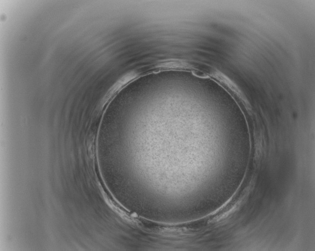 X0000064751049200602171728