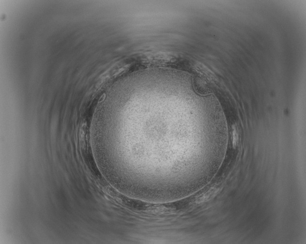 X0000064751059200602171727