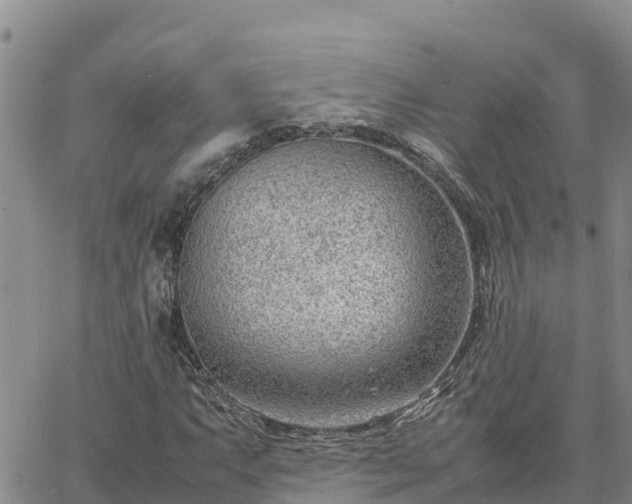 X0000064751063200602171727