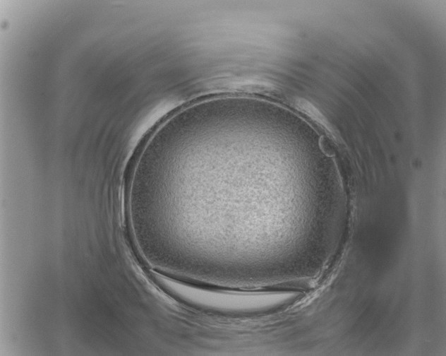 X0000064751079200602171727