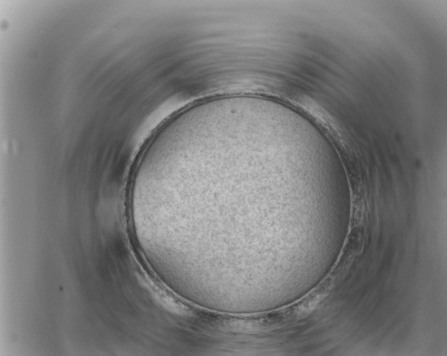 X0000064751086200602171727