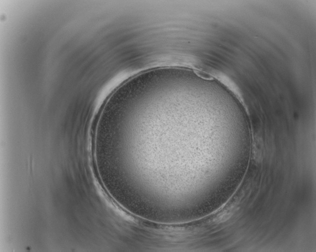 X0000064751096200602171727