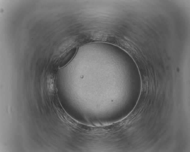 X0000064751154200602171726