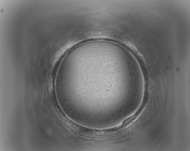 X0000064751167200602171725