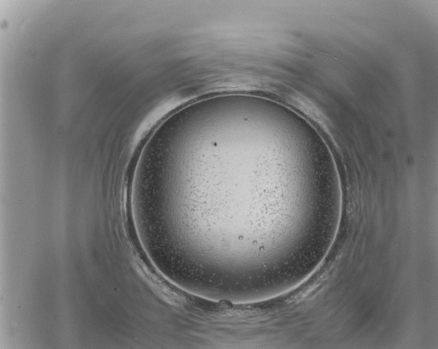 X0000064751179200602171725