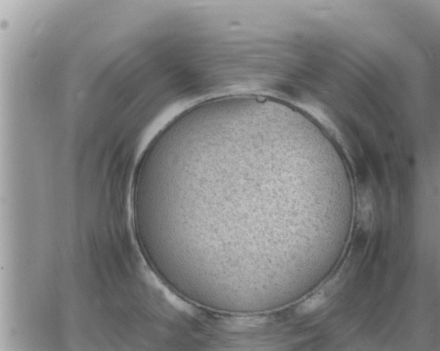 X0000064751294200602171723