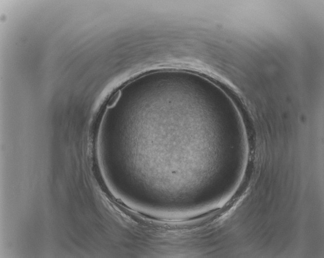 X0000064751506200602171719