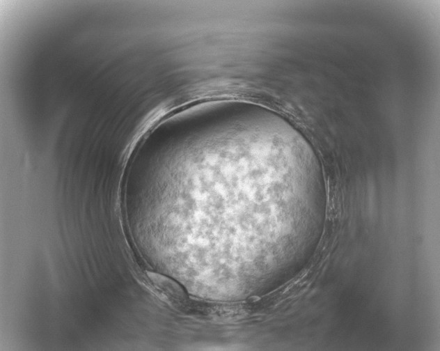 X0000064750099200602241851