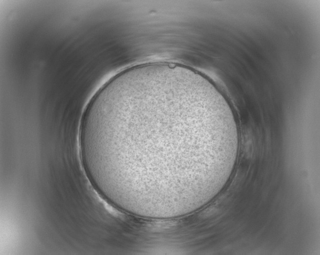 X0000064751294200602241821