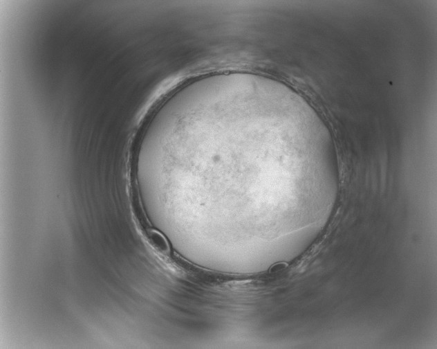 X0000064750054200603031744