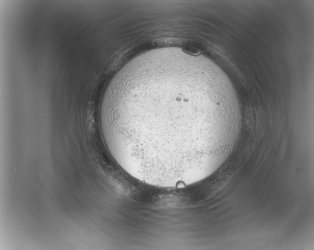 X0000064750259200603031741